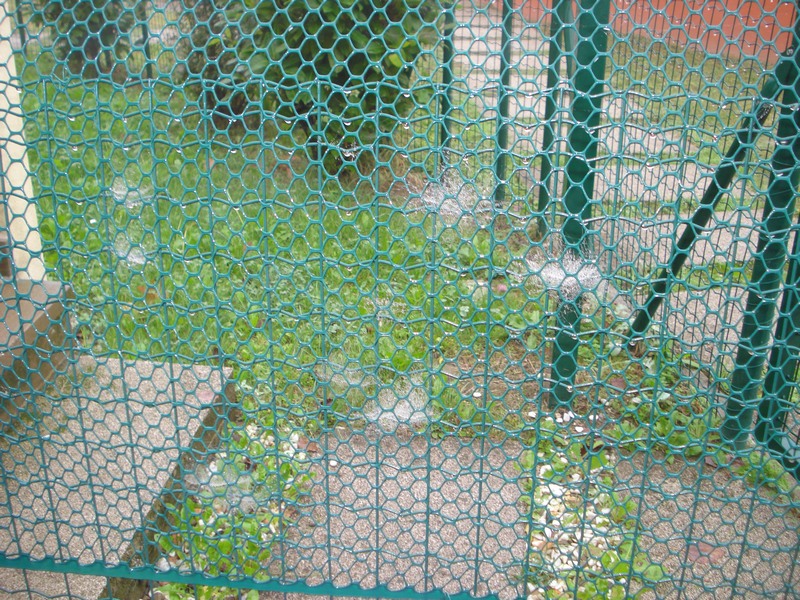 ciocche di ragnatele in giardino ID